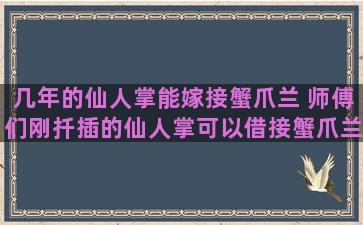 几年的仙人掌能嫁接蟹爪兰 师傅们刚扦插的仙人掌可以借接蟹爪兰吗